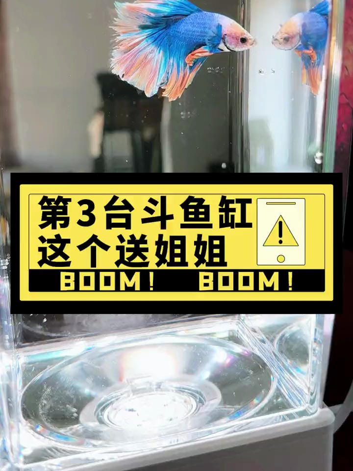 养斗鱼怎么选鱼缸?