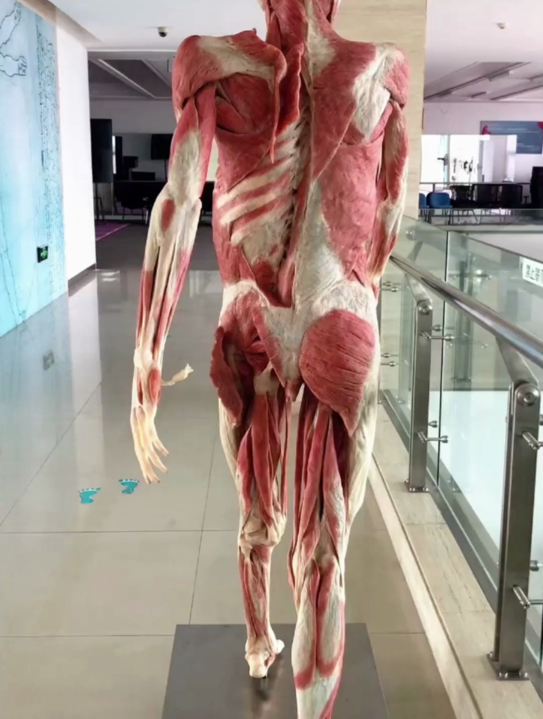 人体最大的肌肉在臀部