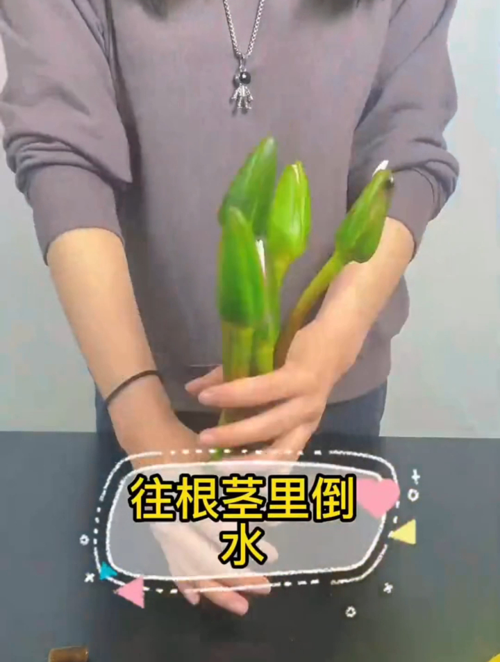 朋友家的盆栽太好看了!这样的莲花盆栽,好看又好养!