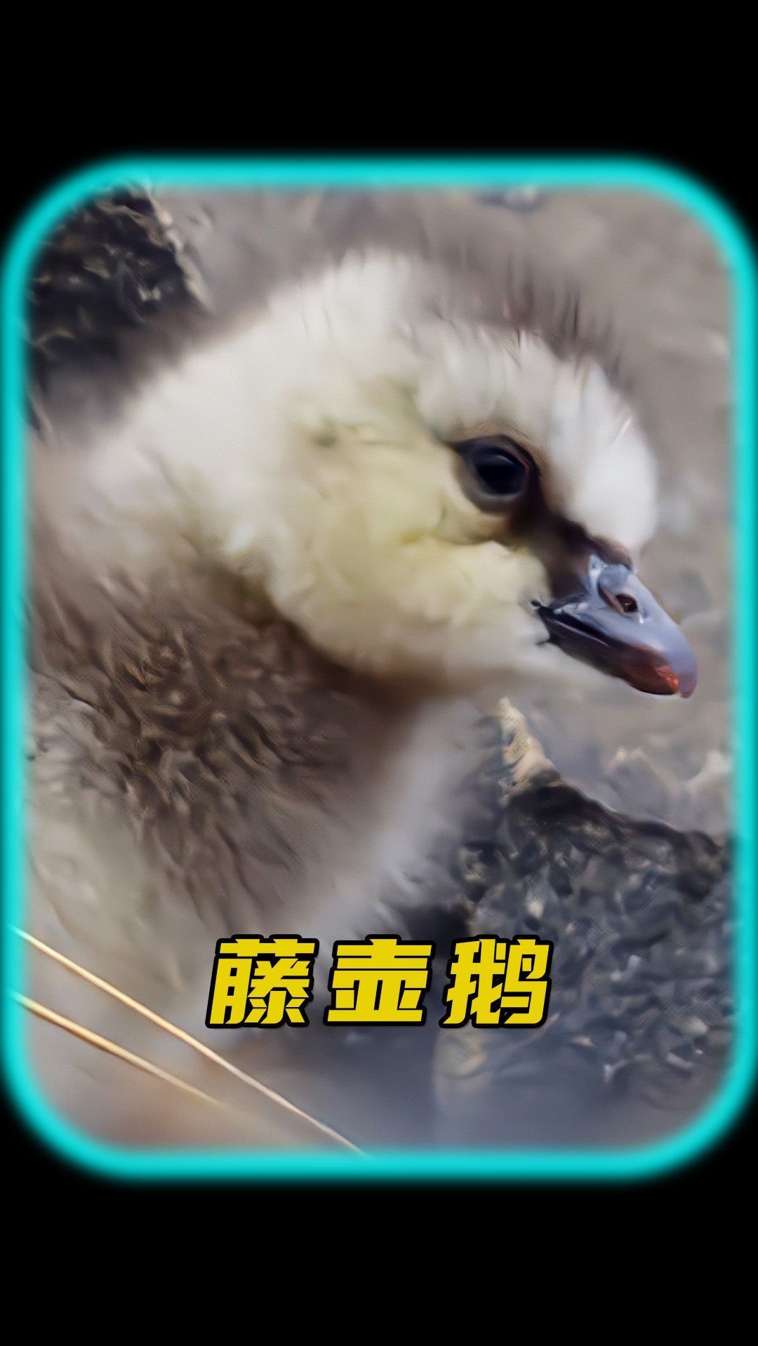 为什么藤壶鹅一出生就要跳崖?