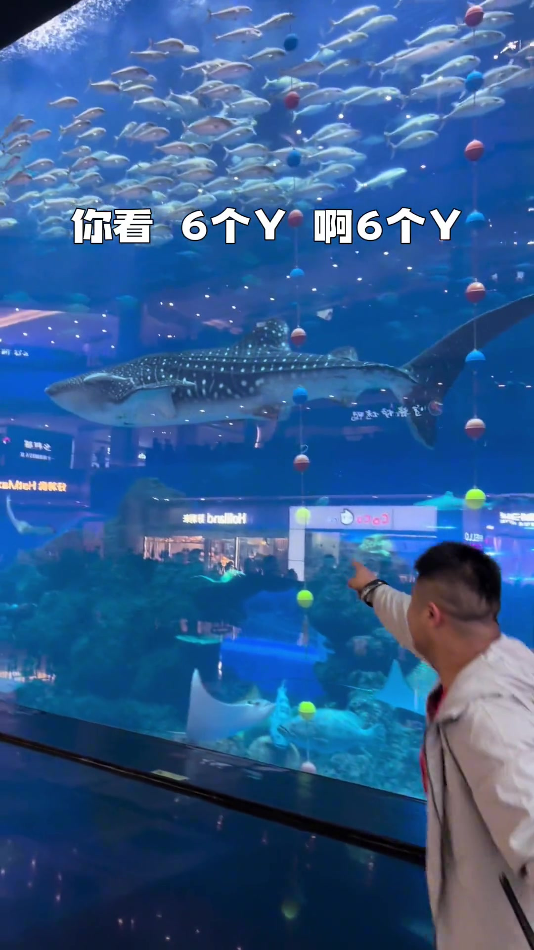 鲨鱼是吃什么长大的