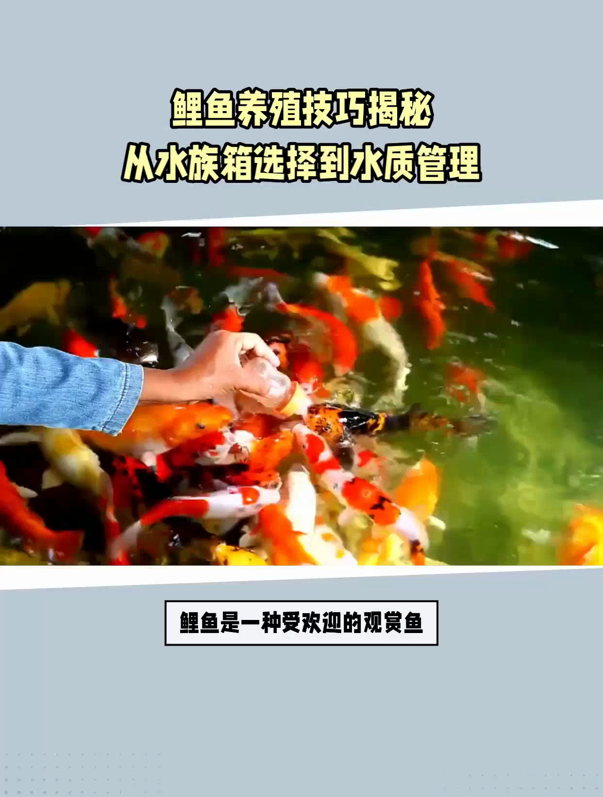 鲤鱼怎么养的方法