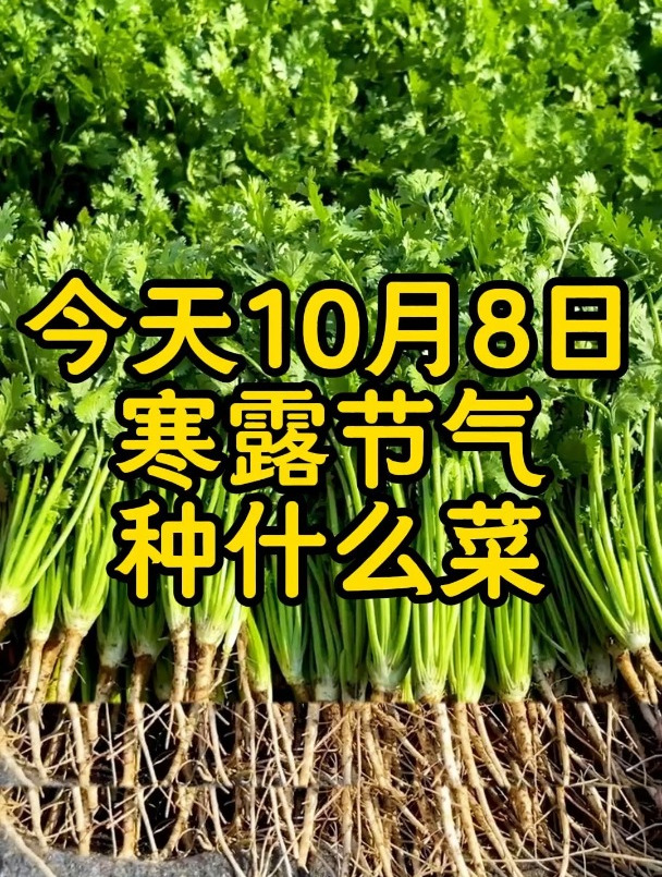 寒露种什么10.8寒露时节适合种什么菜