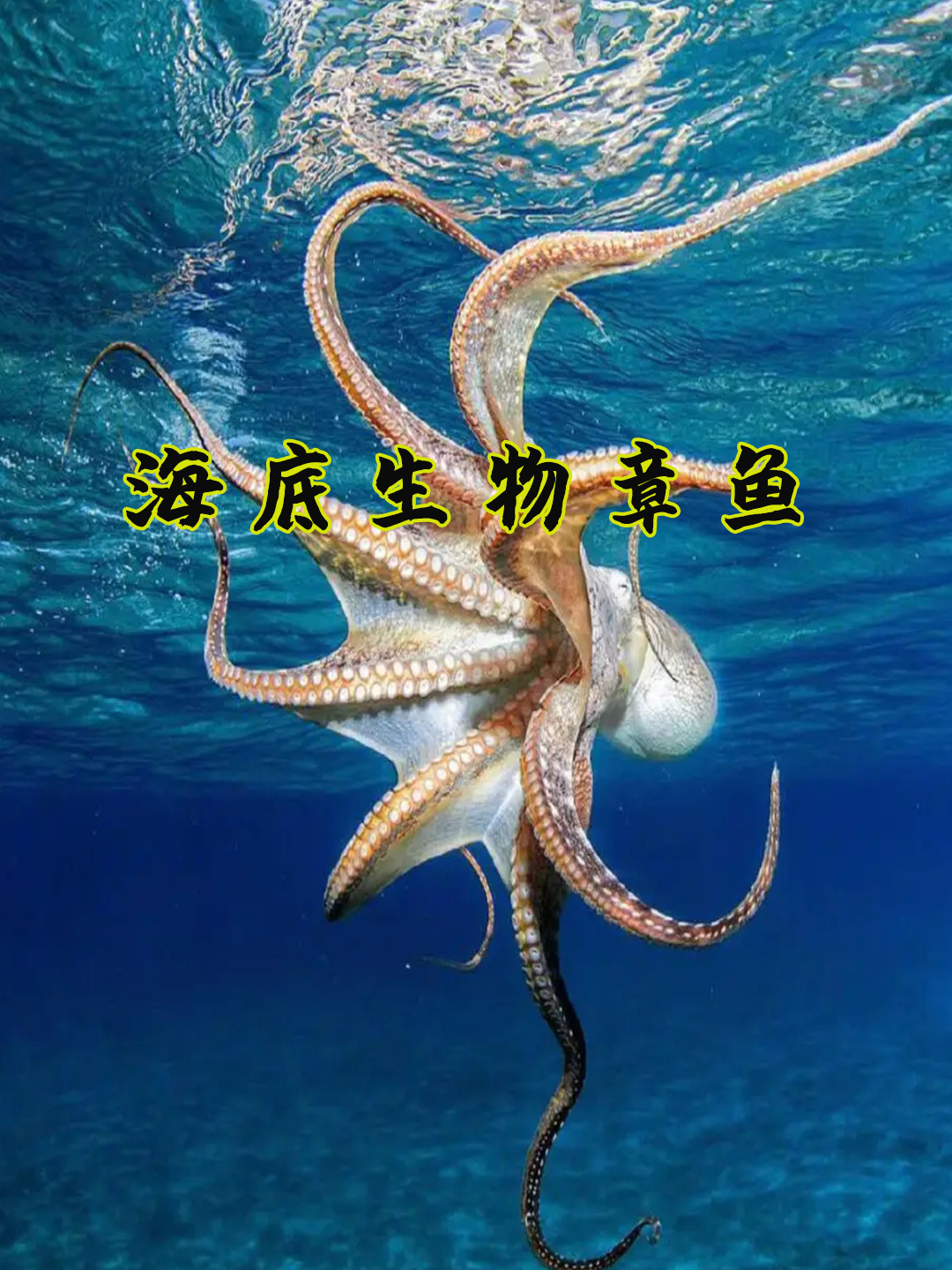 海底世界的小可爱——章鱼