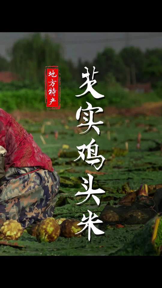 江南制鲜之物,非苏州鸡头米莫属,每年仅此一月