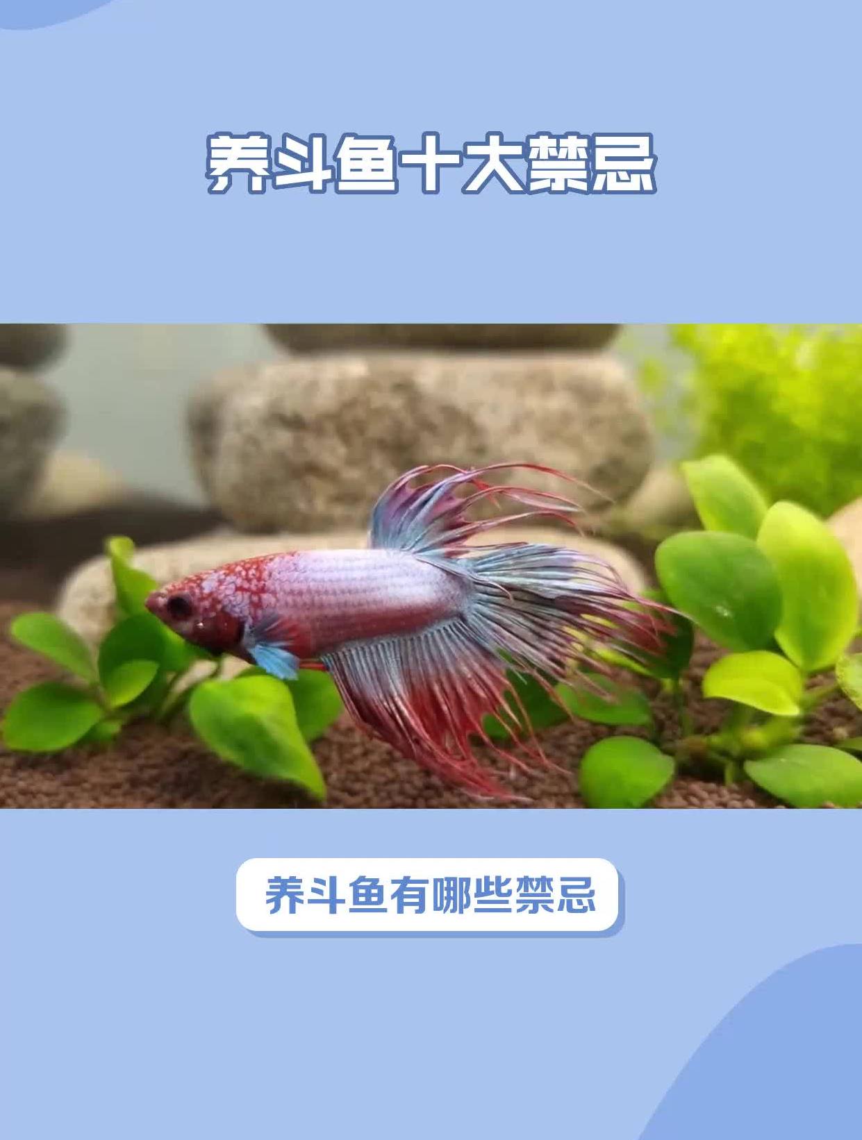 养斗鱼十大禁忌你知道吗?