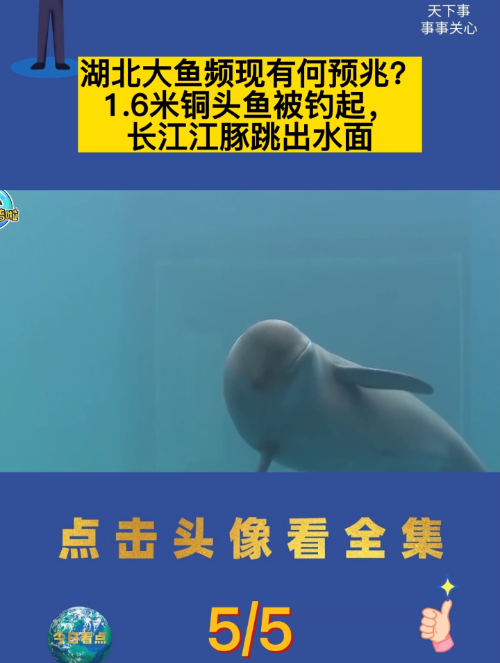 湖北大鱼频现有何预兆?1.6米铜头鱼被钓起,长江江豚跳出水面5