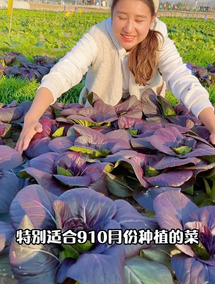 油菜炒香菇,顺序别搞错了!学会这种正确做法,好吃又下饭!