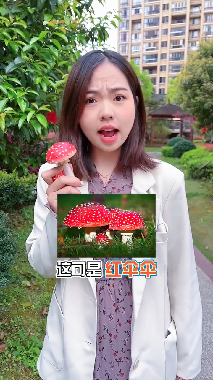 红伞伞白杆杆,不认识的野菜可不能随意采摘食用的哦
