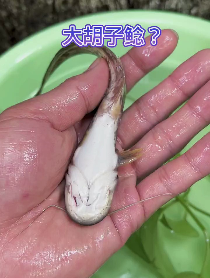 这个是大胡子鲶鱼吗