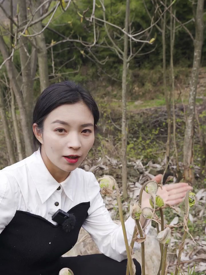春天最好吃的山野菜之一薇菜不仅营养价值高还好吃