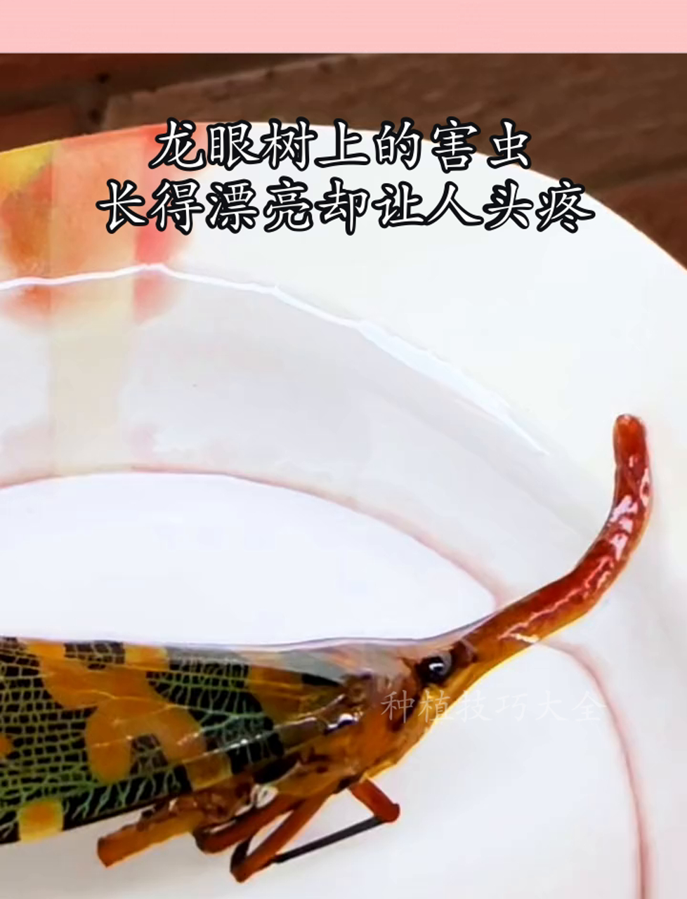 龙眼树上的害虫,长得漂亮却让人头疼