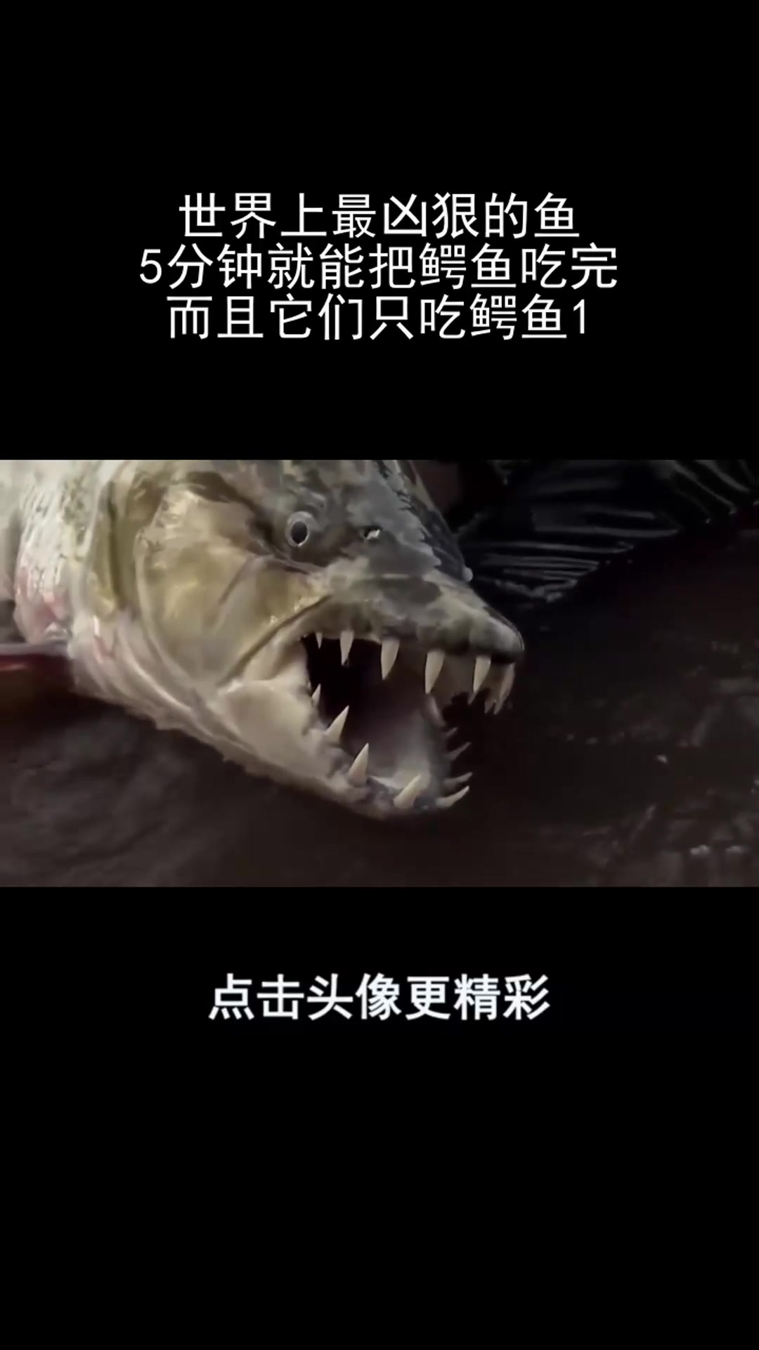 世界上最凶狠的鱼,5分钟就能把鳄鱼吃完,而且它们只吃鳄鱼1