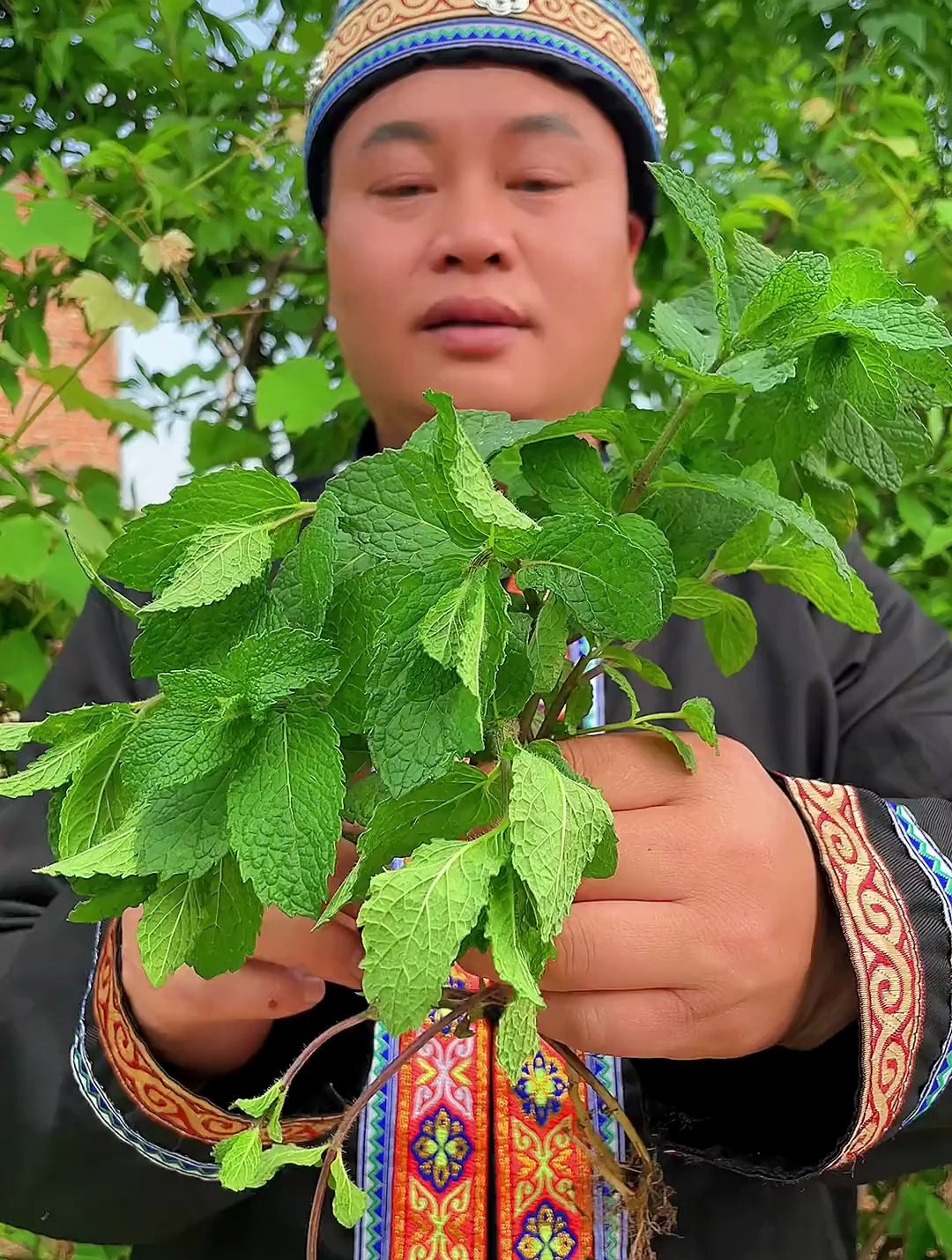 薄荷家用薄荷又称鱼香菜……_recombined