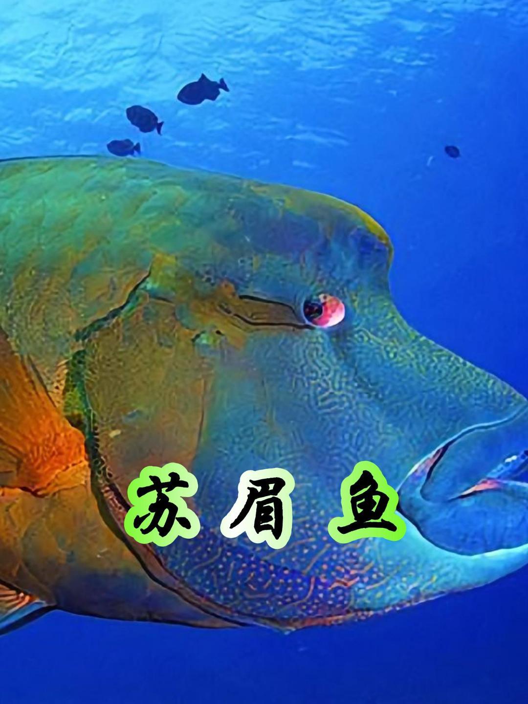 深海中苏眉鱼吐出口中食物悠哉游哉,这一幕被摄像机录下