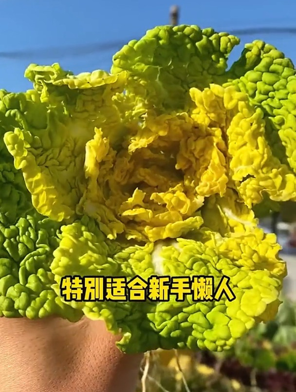 立秋之后就要种植黄金乌了,喜欢的朋友抓紧种起来吧!