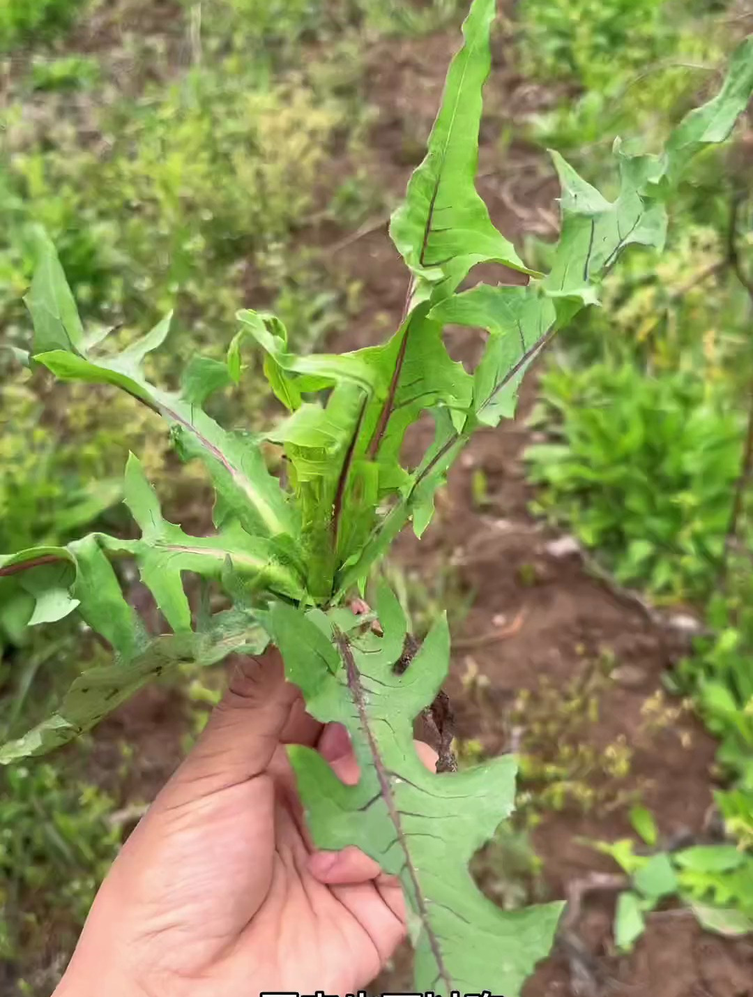 苦麻菜,你们吃过吗?