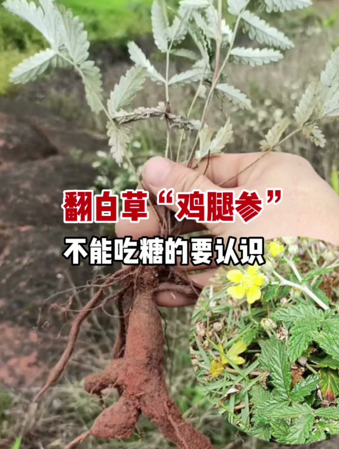 稀少植物翻白草,泡水煲汤价值高遇到别当草,不吃糖的朋友要认识