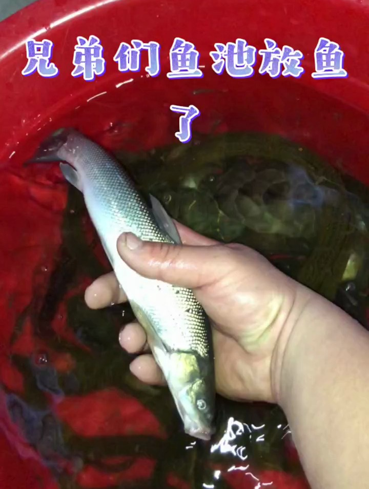 给鱼池放鱼大家快看看有几种鱼?