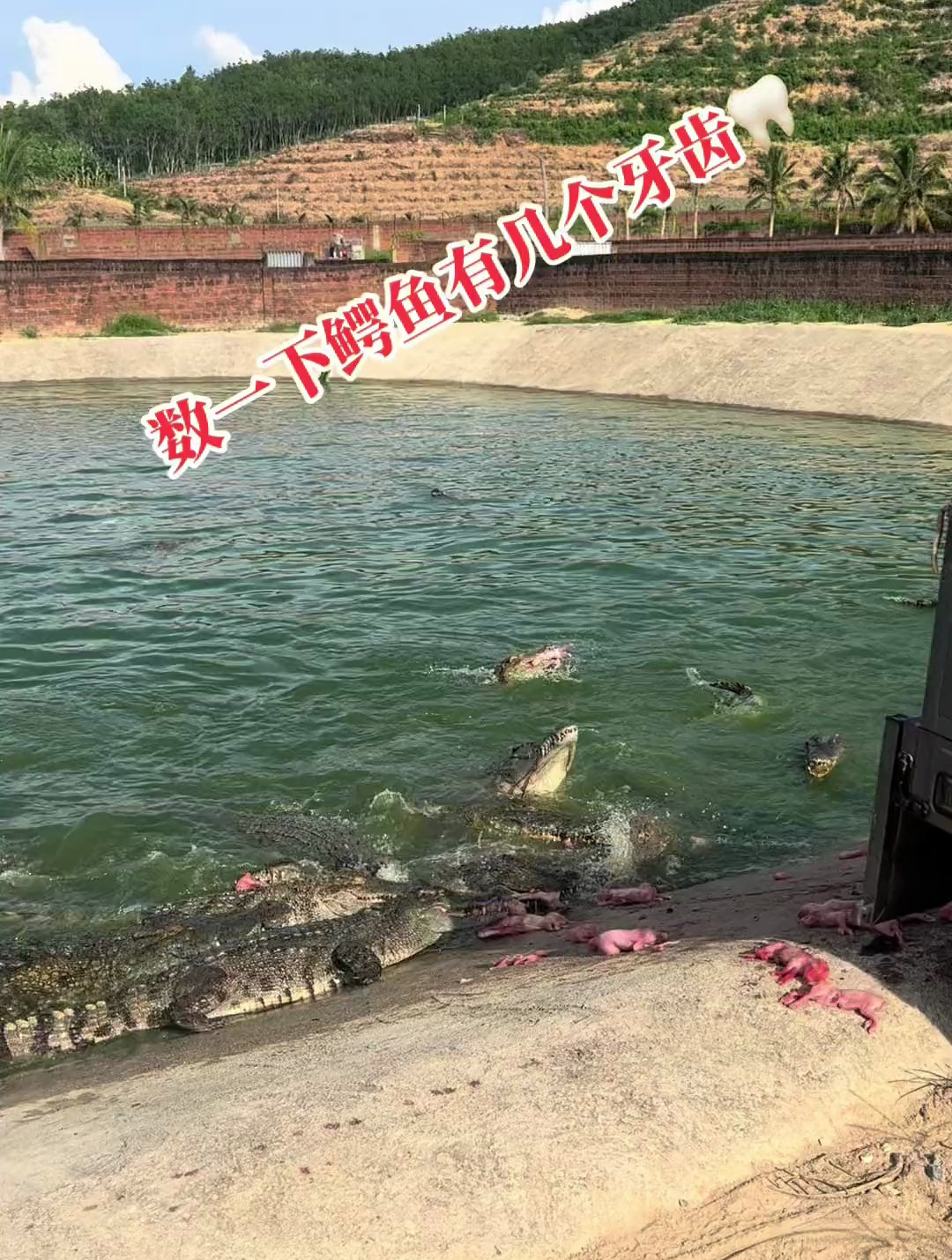 数一数鳄鱼有多少颗牙齿