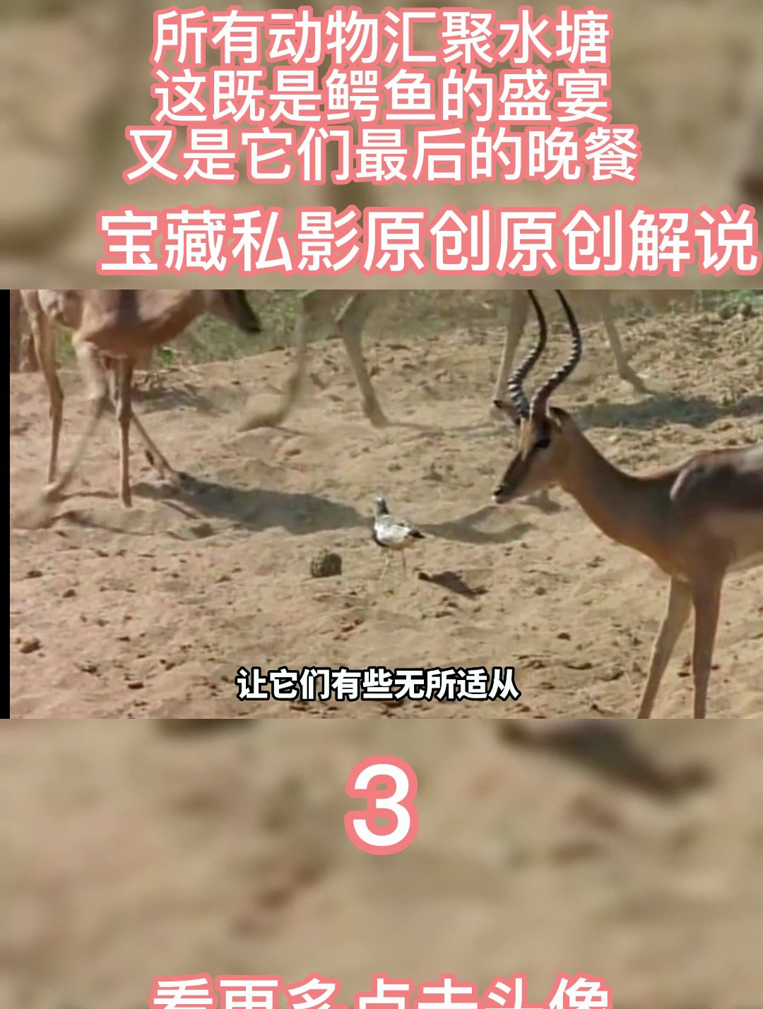 所有动物汇聚水塘,这既是鳄鱼的盛宴,又是它们最后的晚餐3