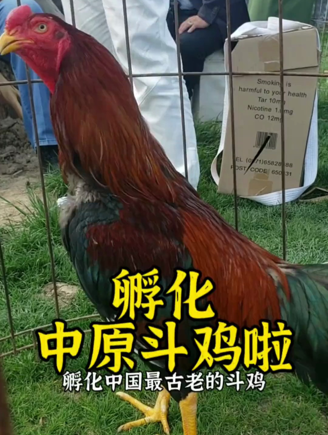 中国最古老的斗鸡你知道是什么吗?