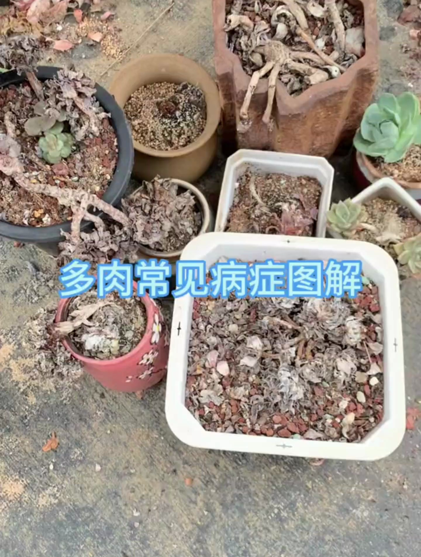 多肉的“百科全书”