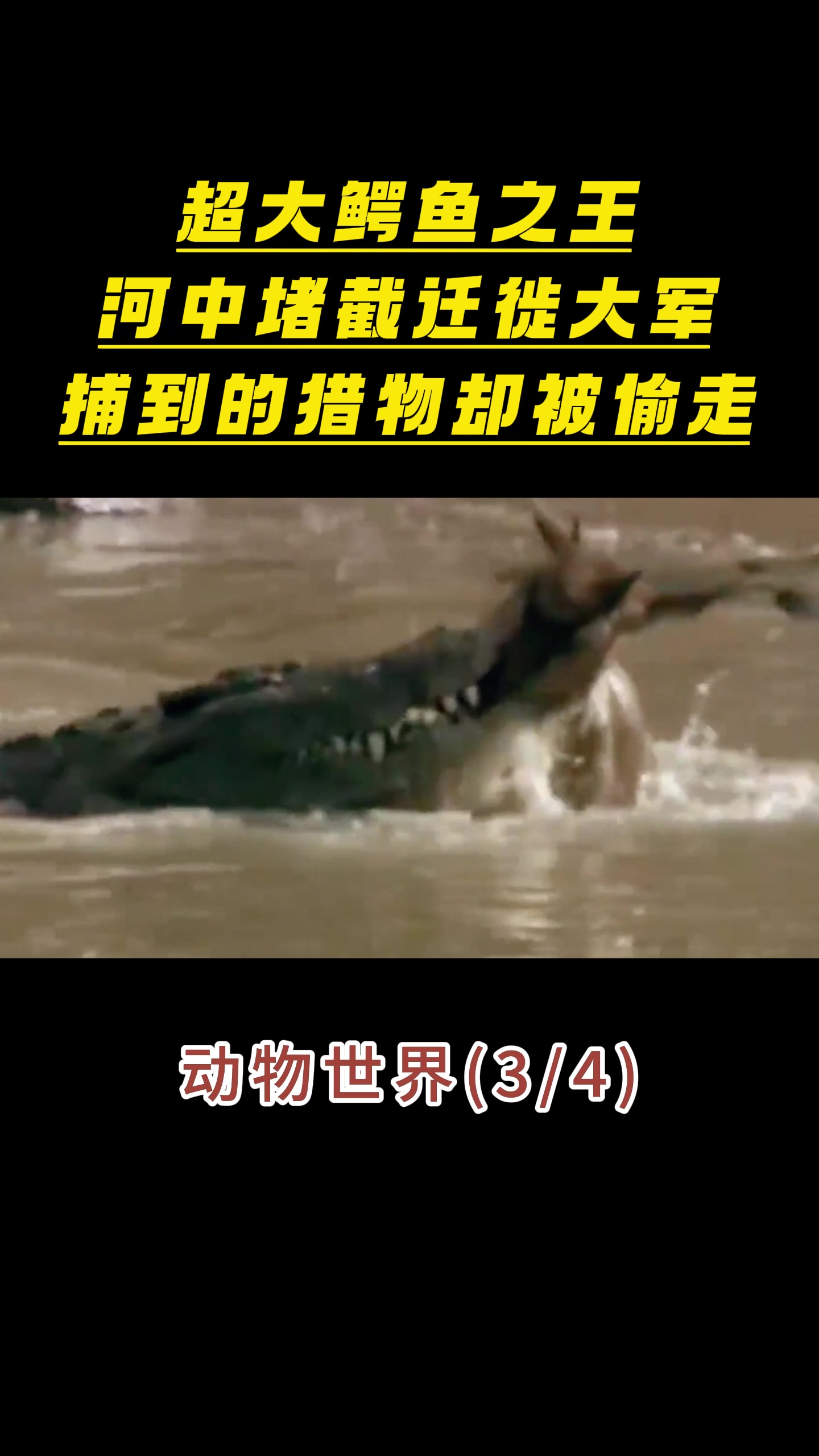 超大鳄鱼之王河中堵截迁徙大军捕到的猎物,却被偷走