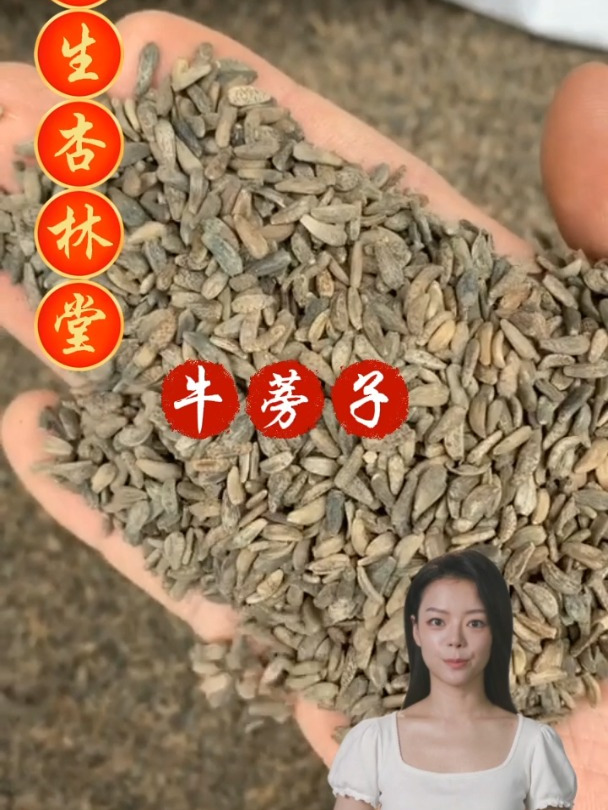 牛蒡子的作用和选择,欢迎家人们一起来了解