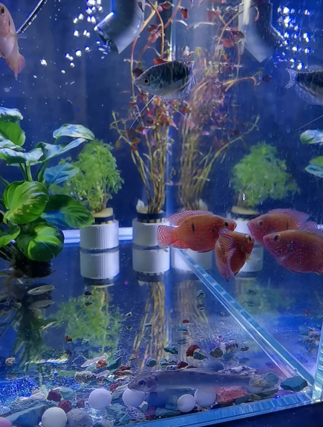 红宝石鱼繁殖是很容易的,一对鱼配对后很快就可以繁殖