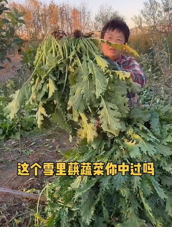 常用来腌菜,味道可比辣椒的雪里蕻,秋冬怎么种?很多人不知道!