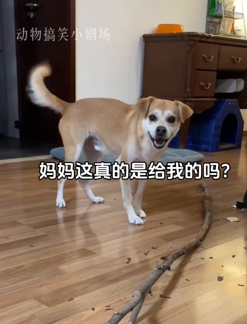 不要钱的棒子,狗狗的最爱玩物