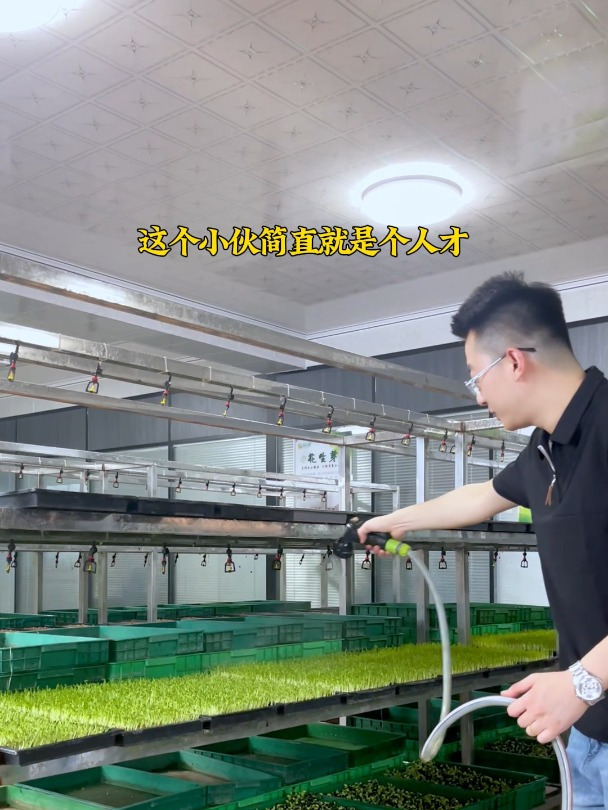 水培芽苗菜 在家就可以种植