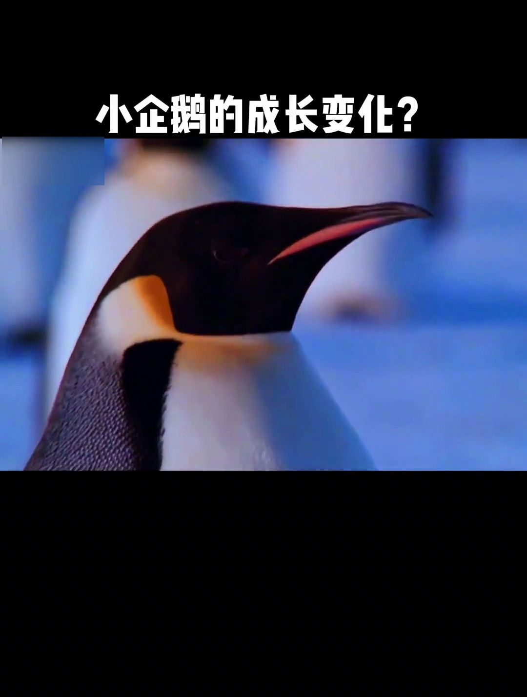 小企鹅的成长变化 企鹅