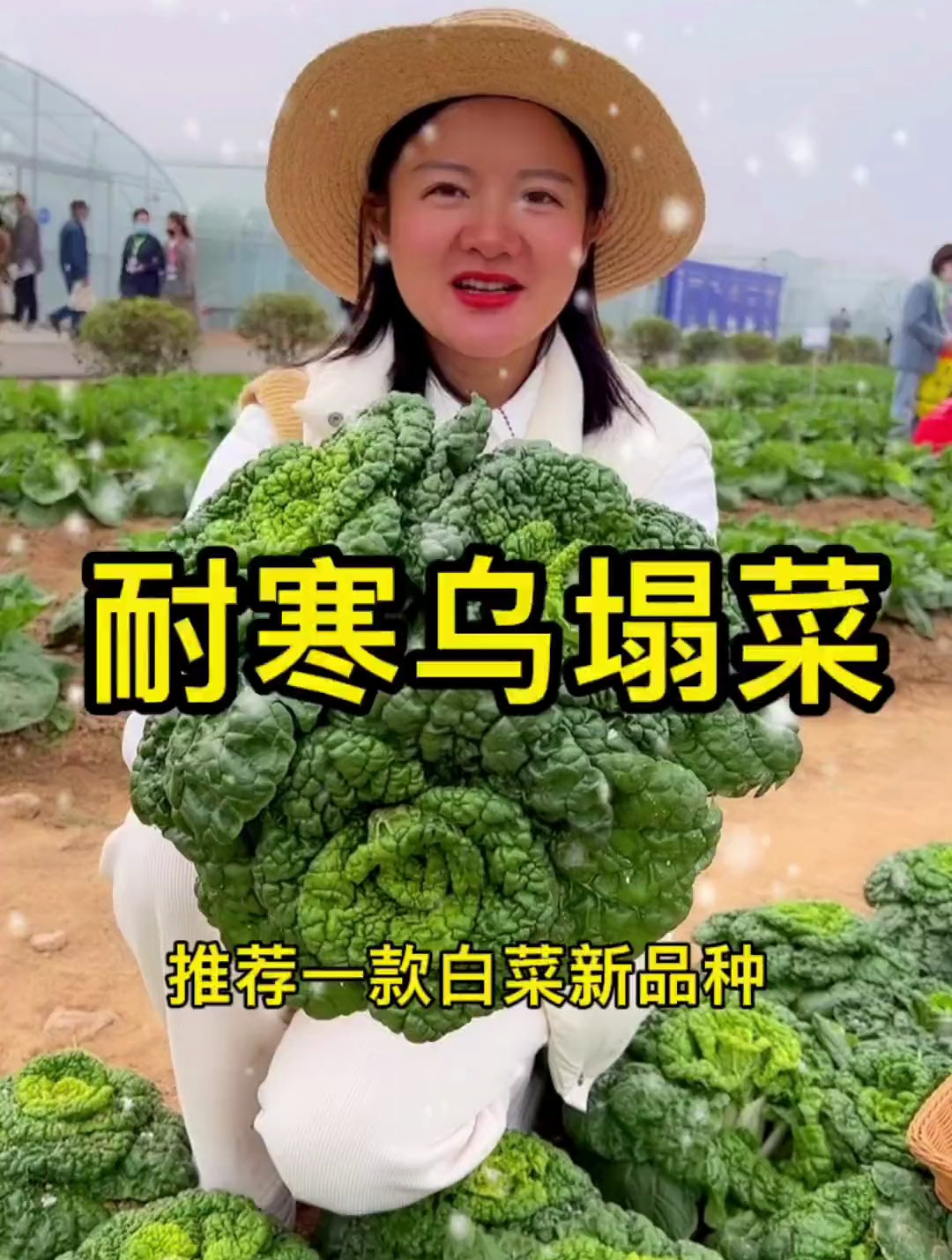冬季种植的白菜新品种,它就是耐寒乌塌菜,播种后40天即可采收!