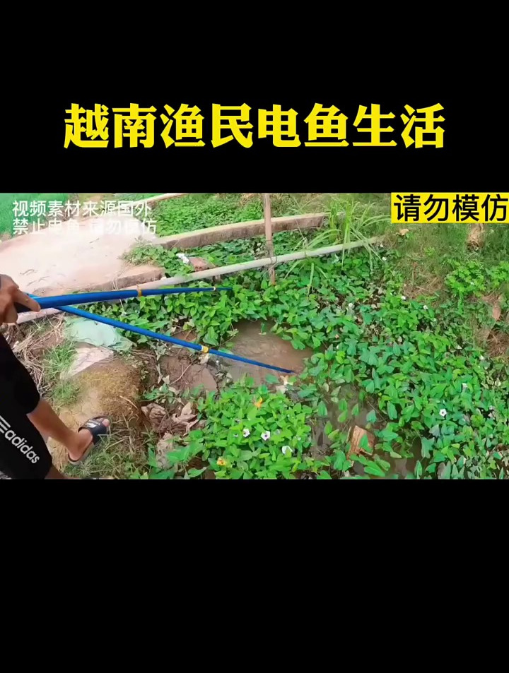 黑色鲶鱼特别脏,有人嫌弃有人爱,越南小哥把它当成宝!