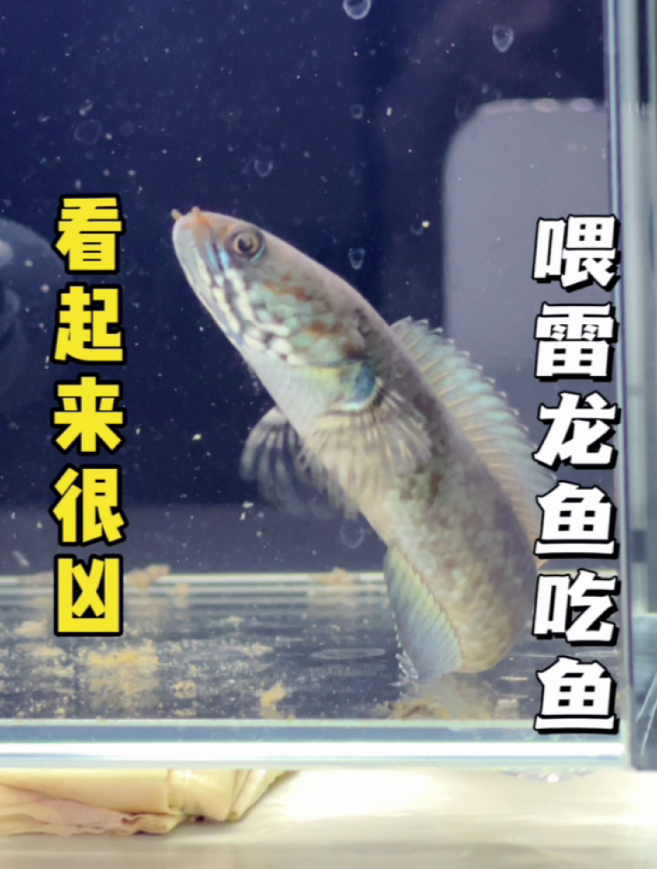 终于找到雷龙鱼喜欢吃什么了