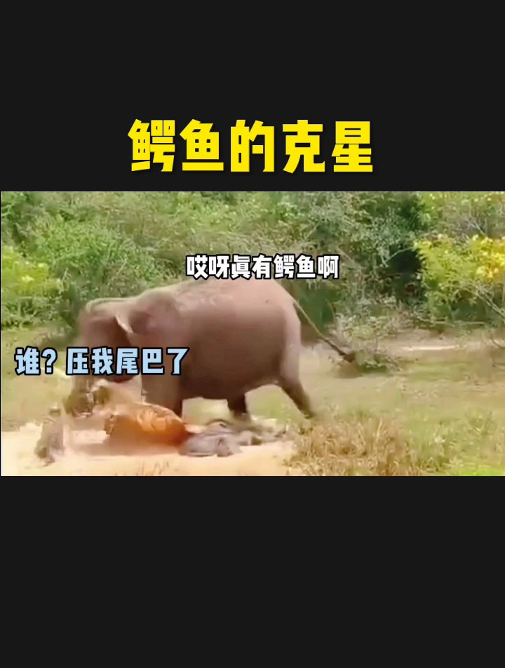 鳄鱼的克星果然是大象啊,脚踩鳄鱼比泡澡好爽