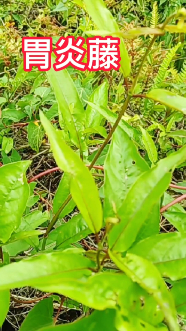 贵州野生的胃炎藤也有厉害用途,老百姓用它煮肉吃,你有吃过吗?