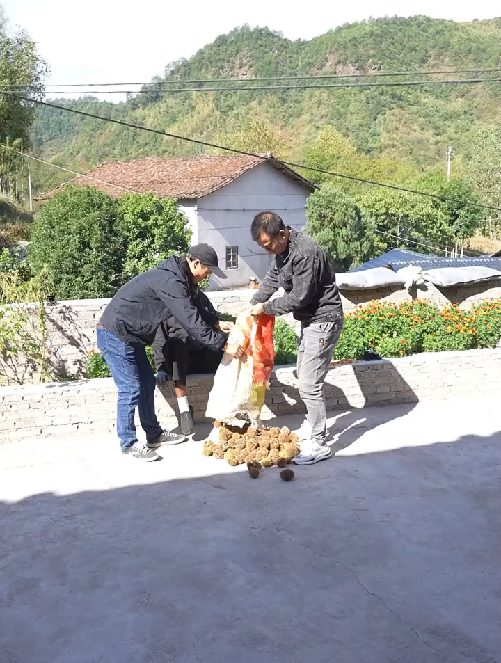 板栗这么好吃,跟鸡翅炖一起烂烂的也好吃啊!