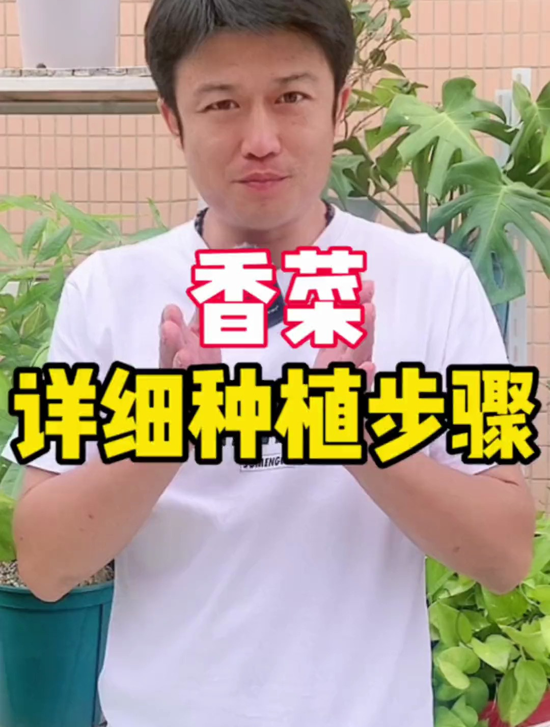 手把手教你种植香菜,一起种起来吧