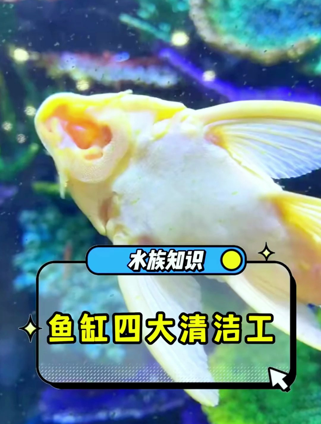 鱼缸里千万不能养的四大清洁工!每个都会出大事!