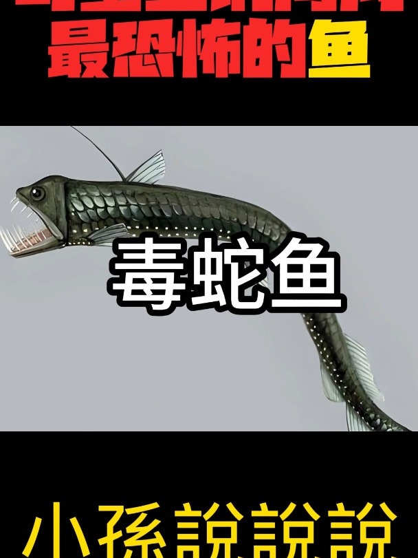 毒蛇鱼,深海最恐怖生物之一