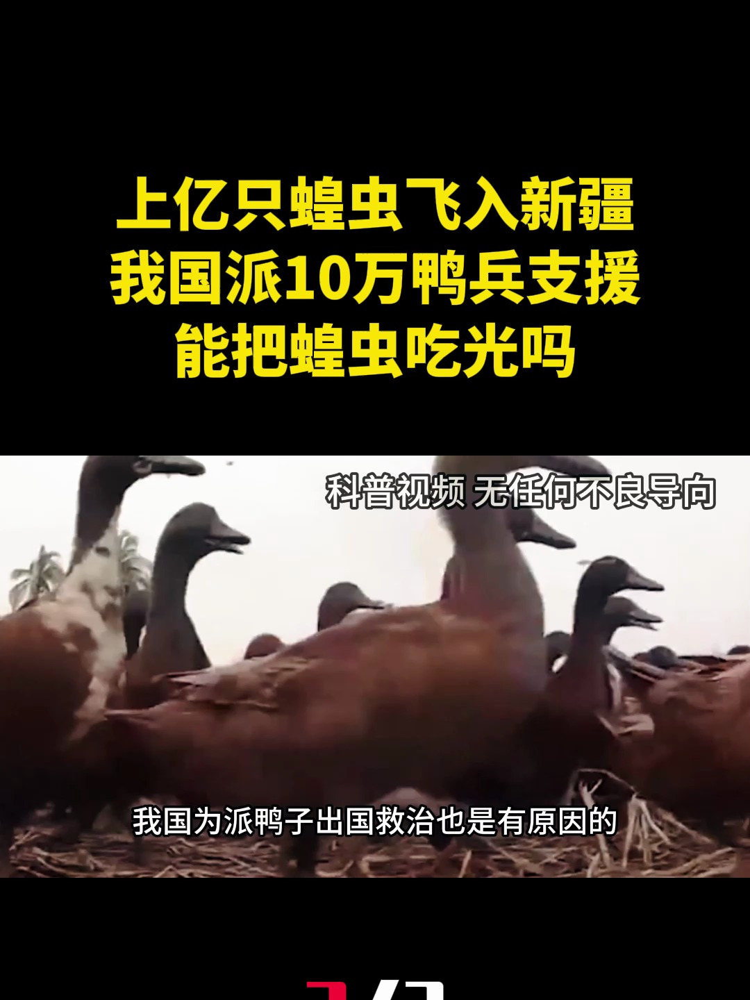 上亿只蝗虫飞入新疆,我国派出10万鸭兵支援,能把蝗虫吃光吗?