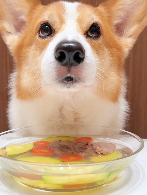 柯基犬喝嫩南瓜马肉汤