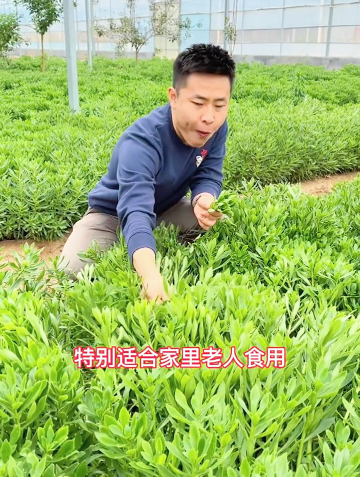 曾是农田的“害草”,如今却成了“高钙菜”,还有很高的食疗价值