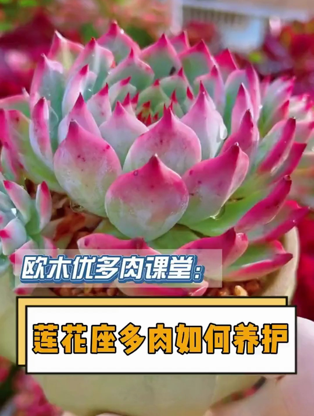 莲花座多肉要如何养护如何让控型上色?这个视频告诉你 多肉植物
