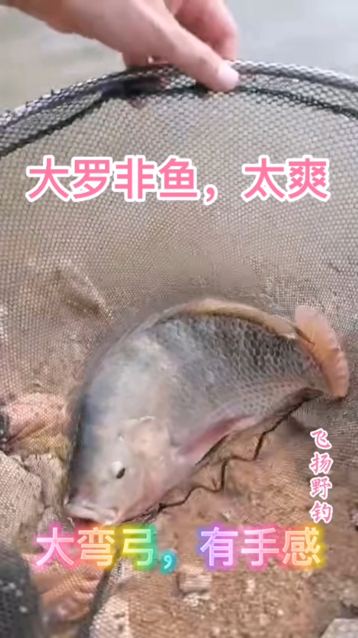 野钓:云南剥隘河的野生大罗非鱼,六七斤重,手感太爽了