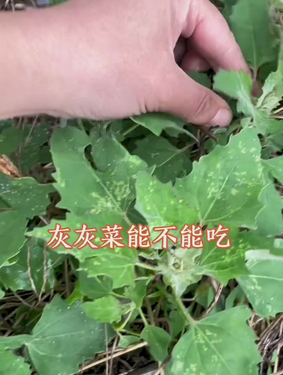 又到了吃灰灰菜的季节,它的学名叫黎