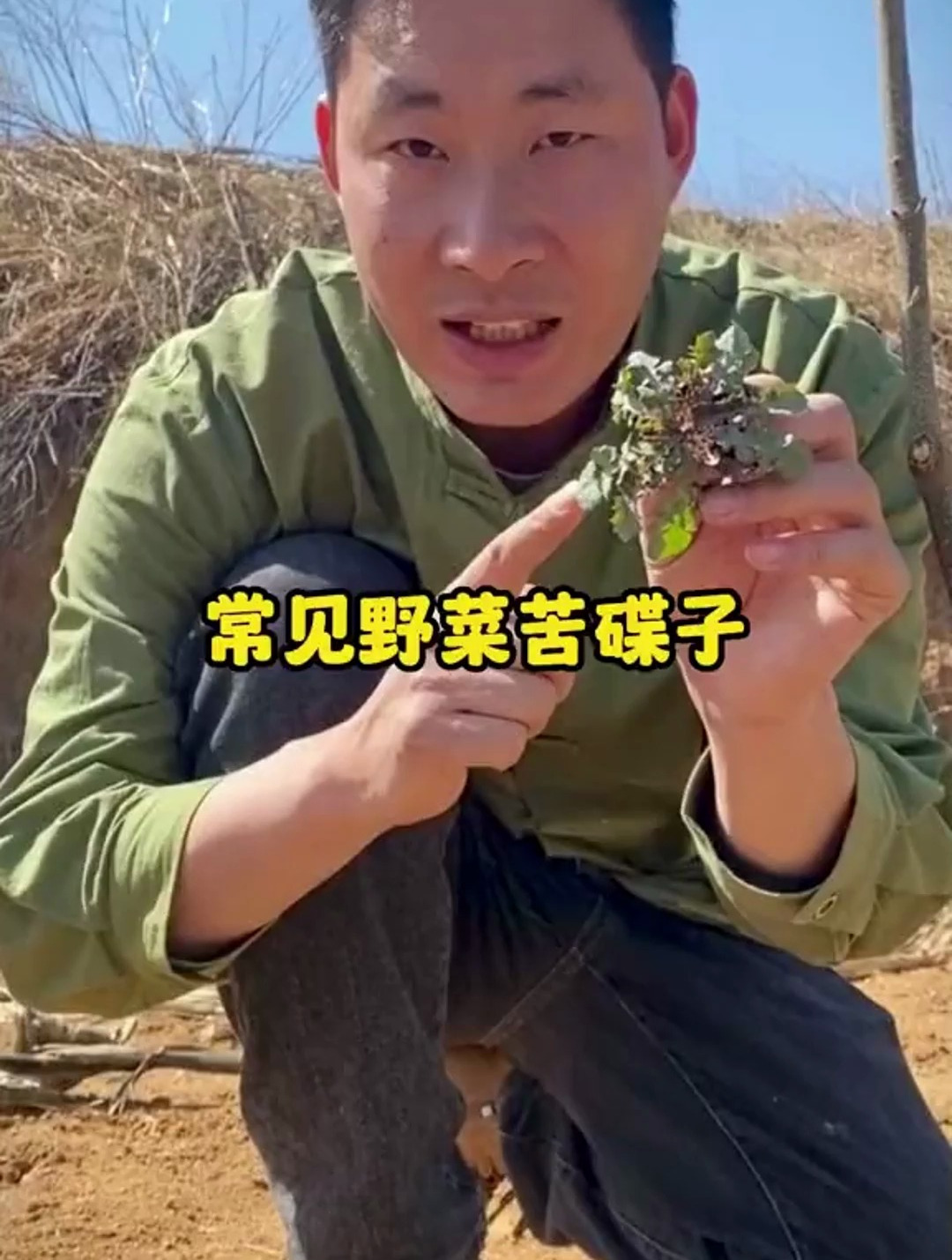 这是山东人喜欢吃的野菜苦碟子,学名叫尖裂假还阳参,有吃过吗?